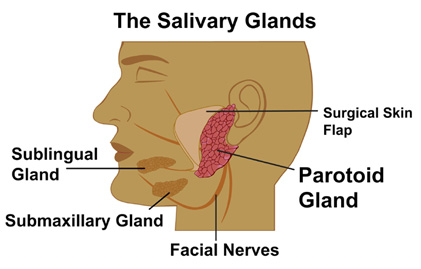 A diagram showing the salivary glands in the face, including the sublingual gland, submaxillary gland, and paratoid gland.
